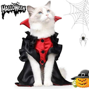 White cat wearing a red and black vampire costume with cape for Halloween, sitting near spider web and pumpkin decoration